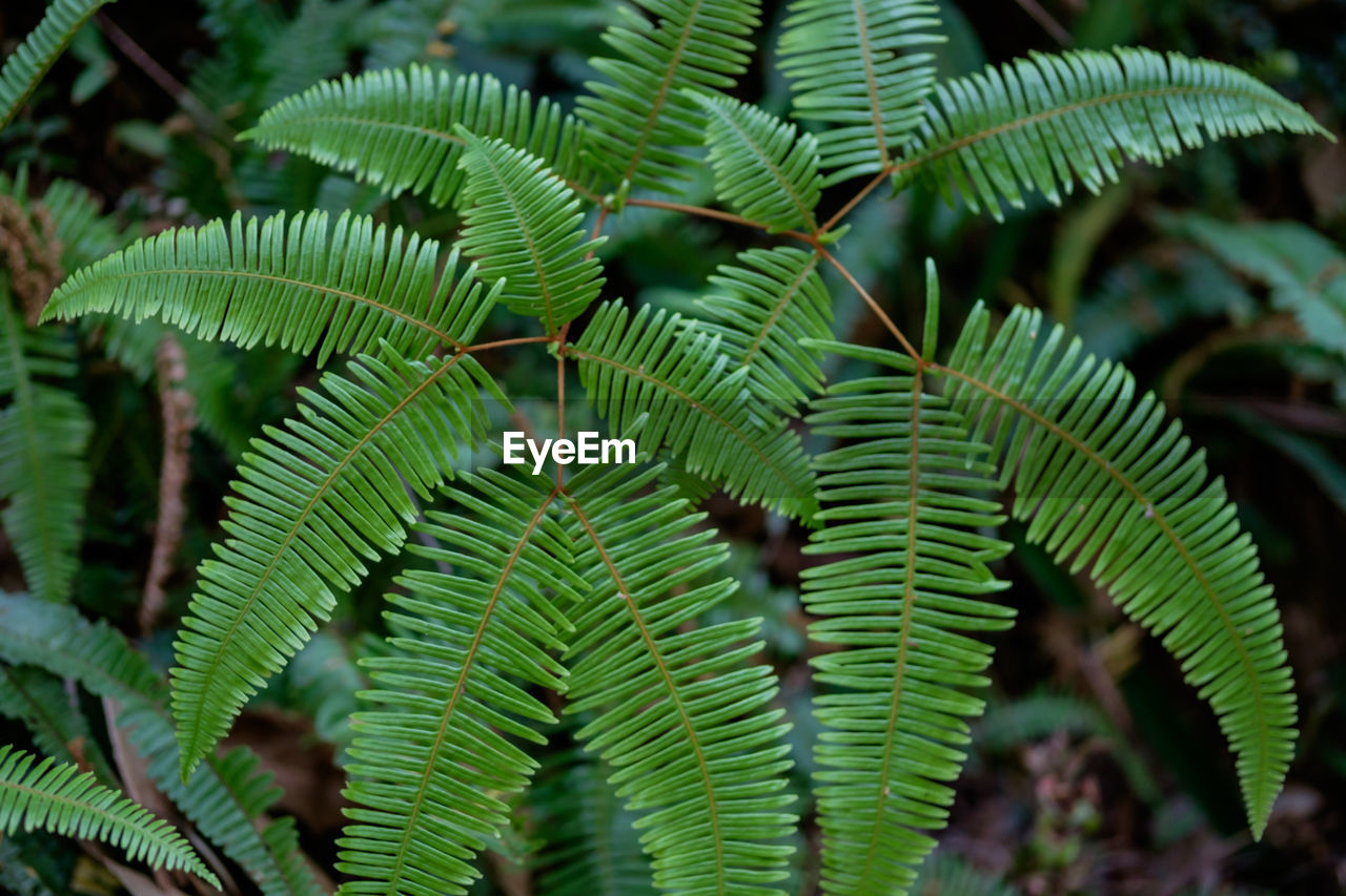 Close-up of green leaves on plant