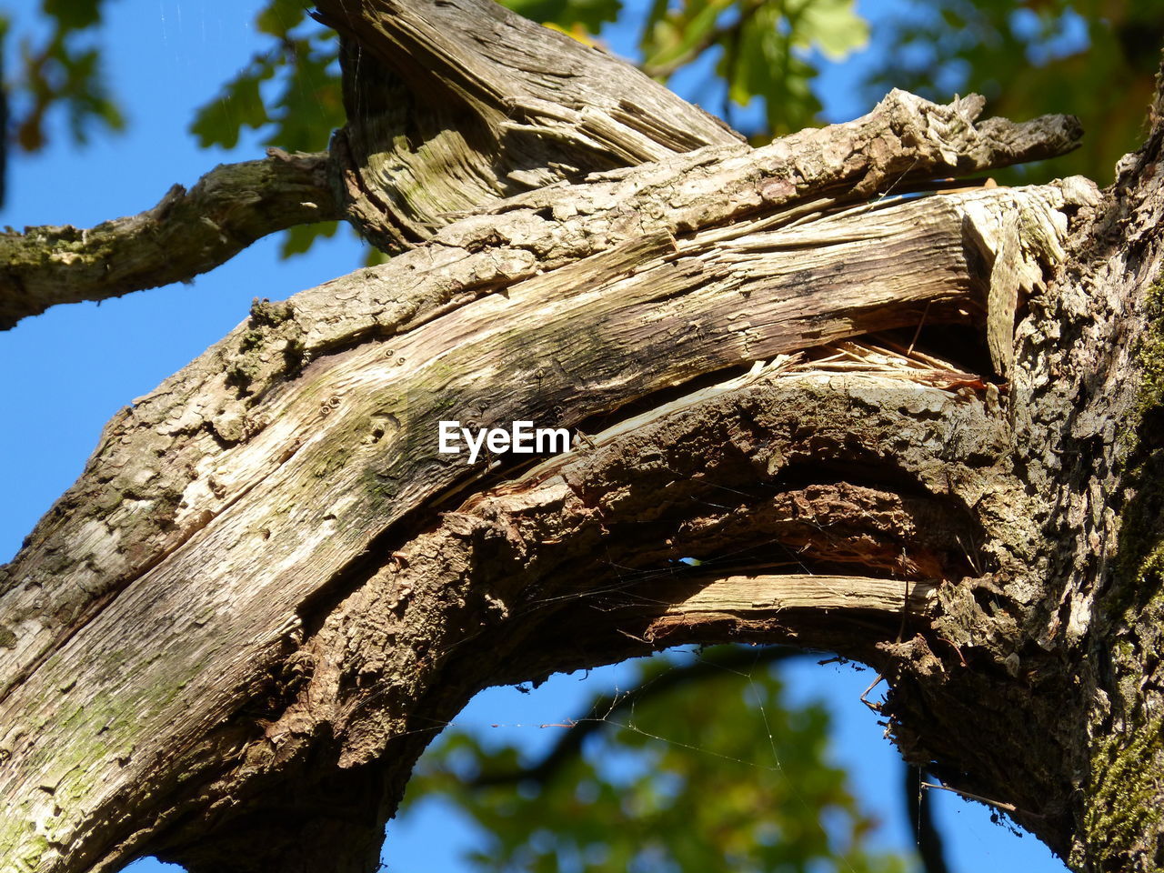 LOW ANGLE VIEW OF TREE