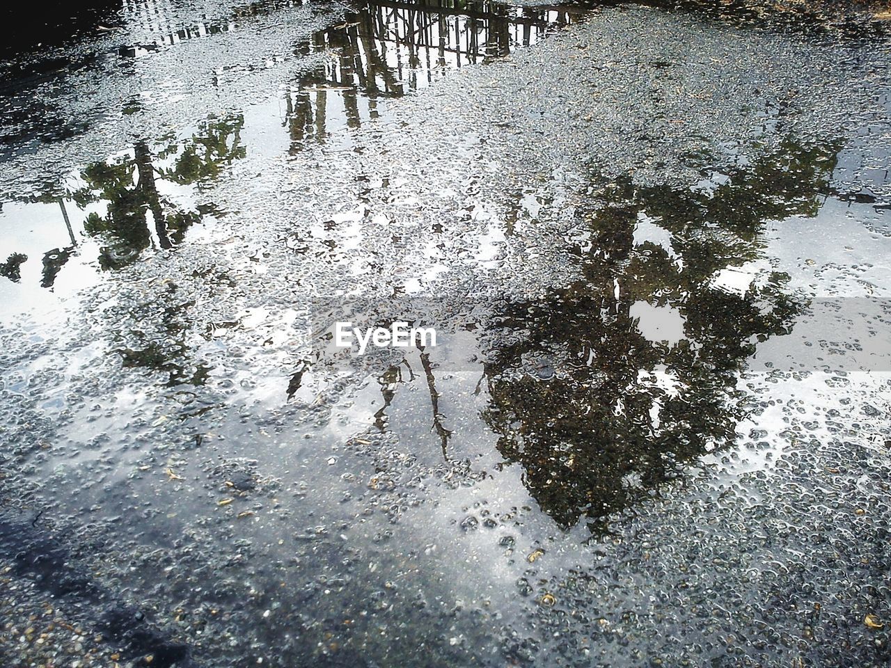 REFLECTION OF TREES IN WATER