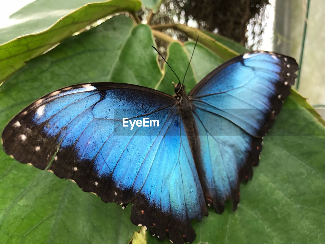 BUTTERFLY ON LEAVES