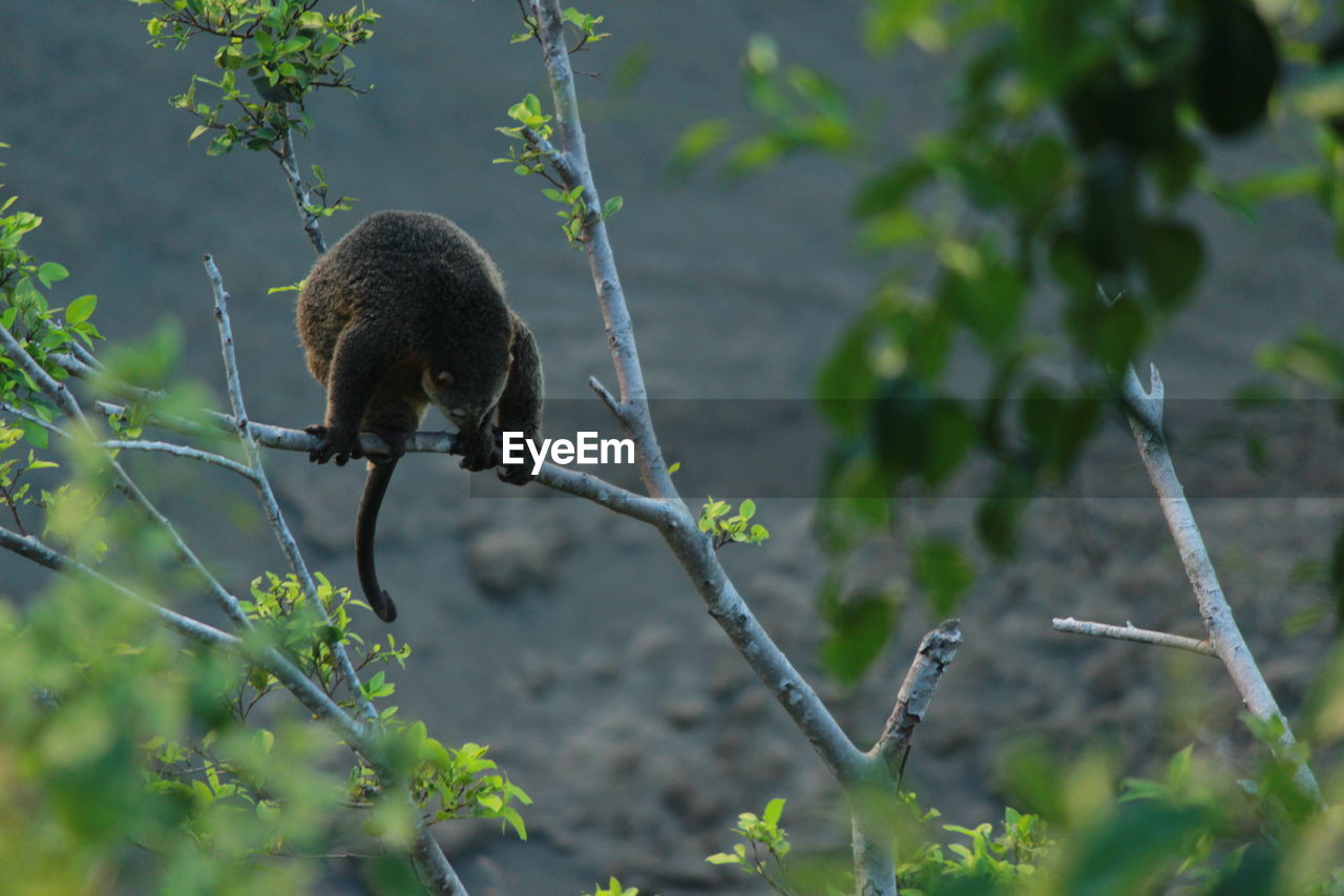 Protected rare animal cuscus