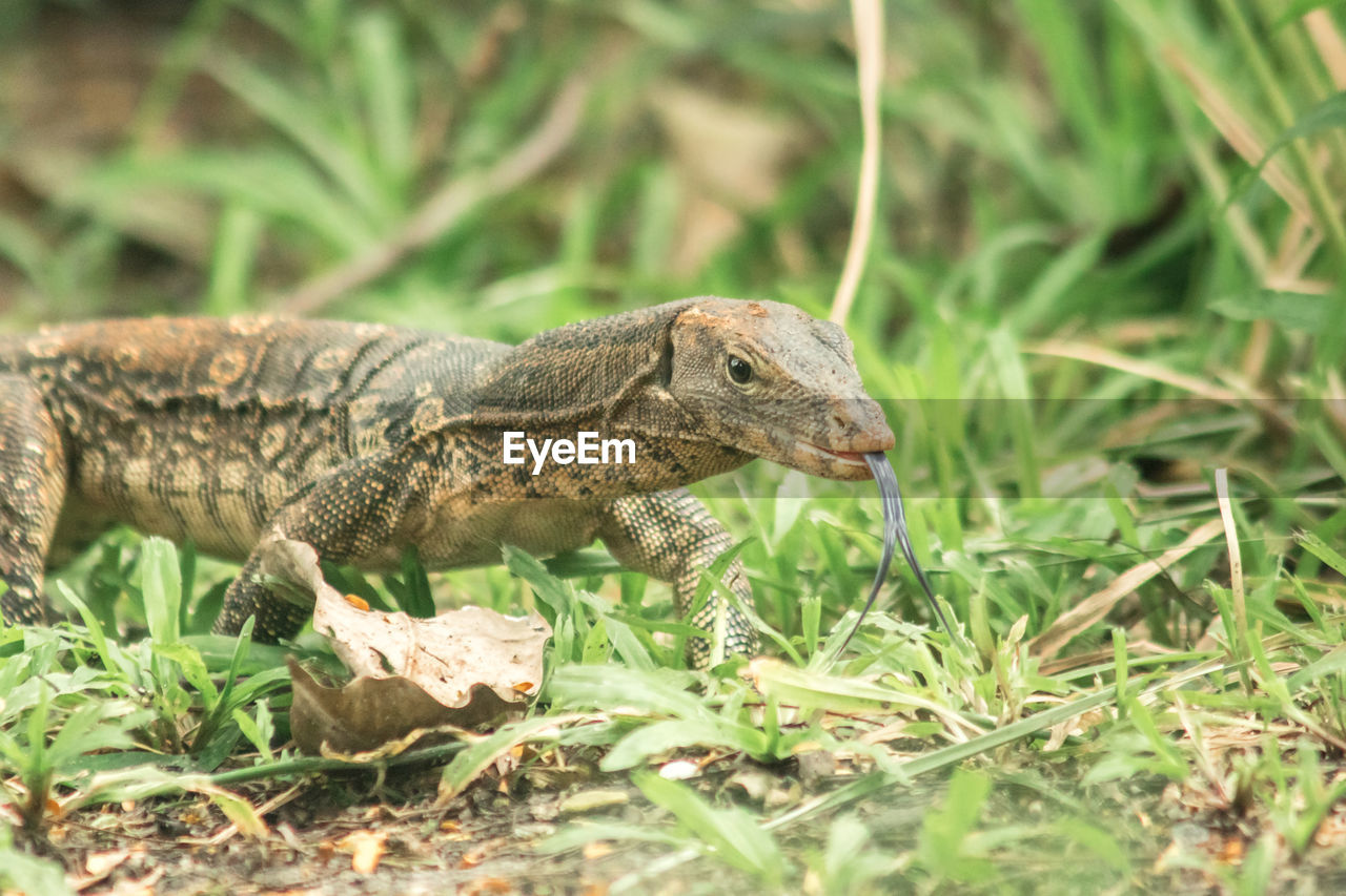 animal themes, animal, animal wildlife, reptile, one animal, wildlife, lizard, wall lizard, nature, plant, no people, grass, iguana, side view, land, dragon lizard, outdoors, travel destinations, green