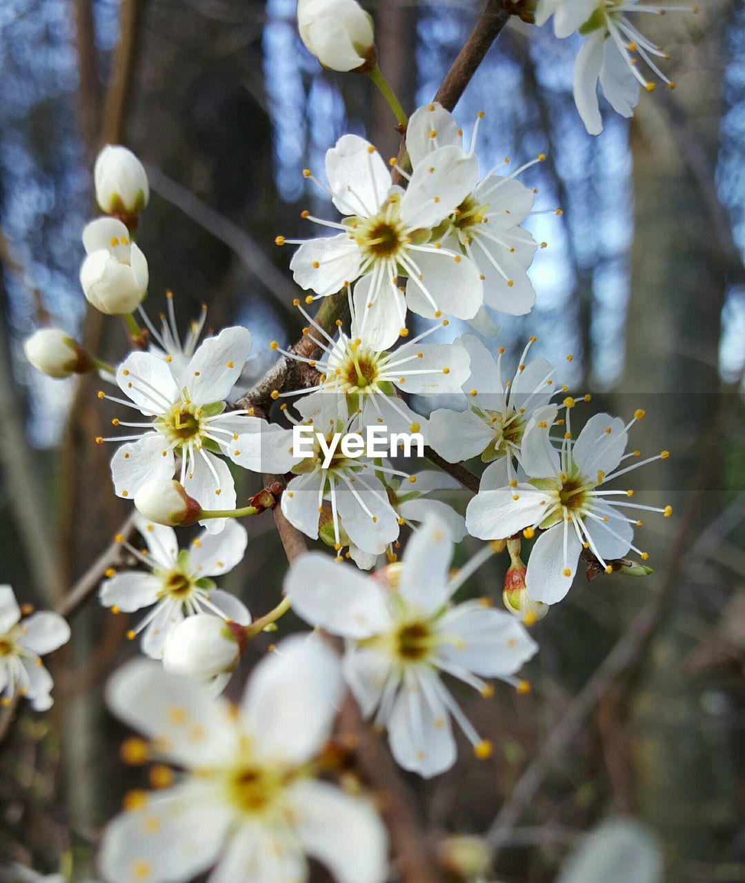 Close-up of white flowers