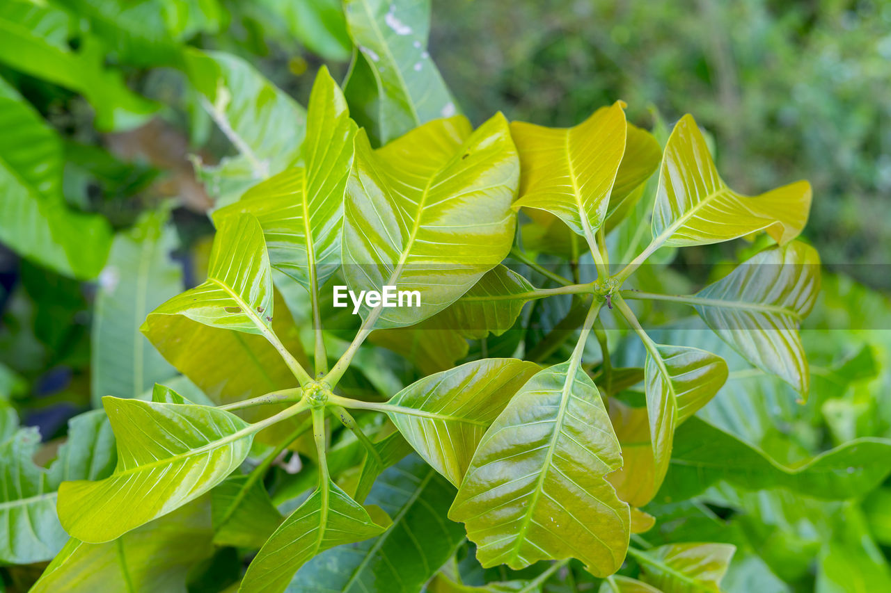 CLOSE-UP OF LEAVES ON PLANT