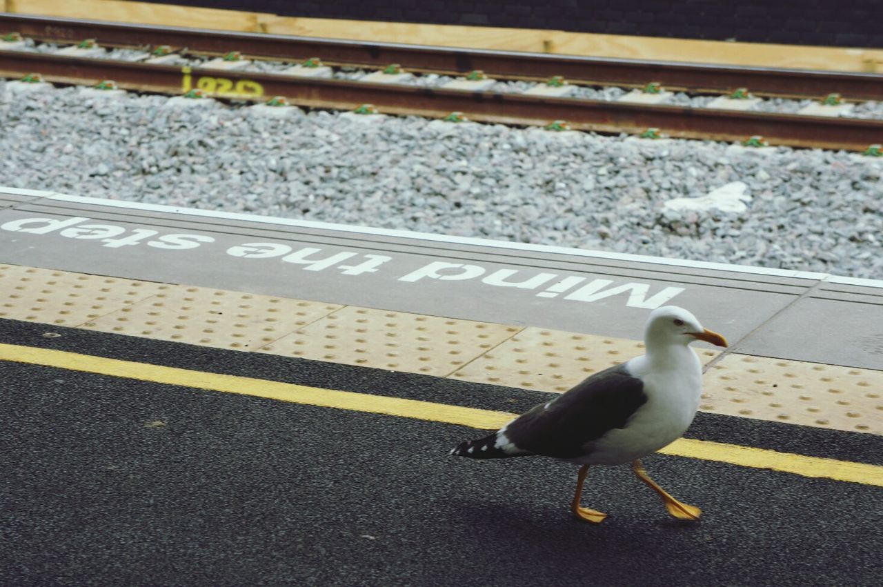 PIGEON ON RAILROAD TRACK