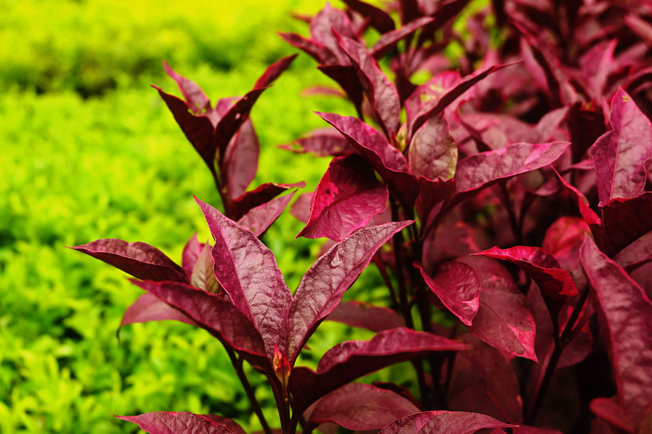 Close-up of leaves on field