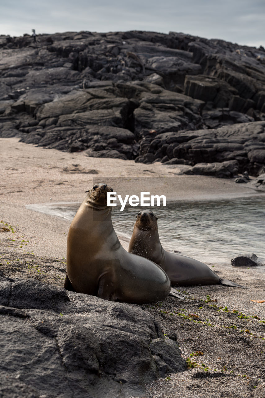 High angle view of two sea lions looking at the camera on a rock on the shore in the galapagos