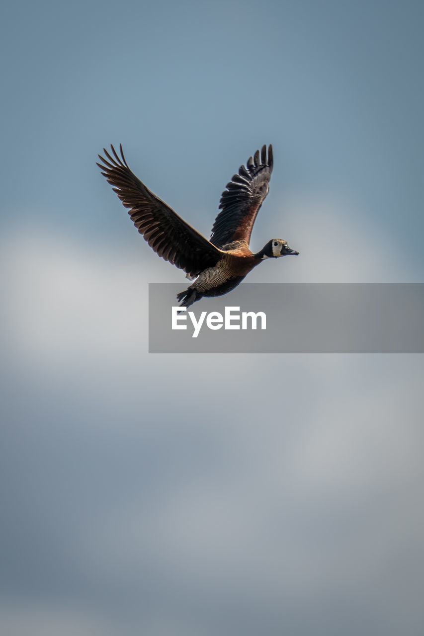low angle view of bird flying against sky