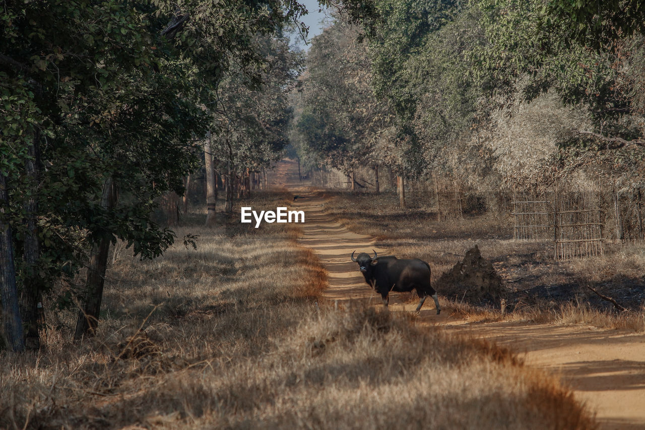 Indian gaur in it's habitat