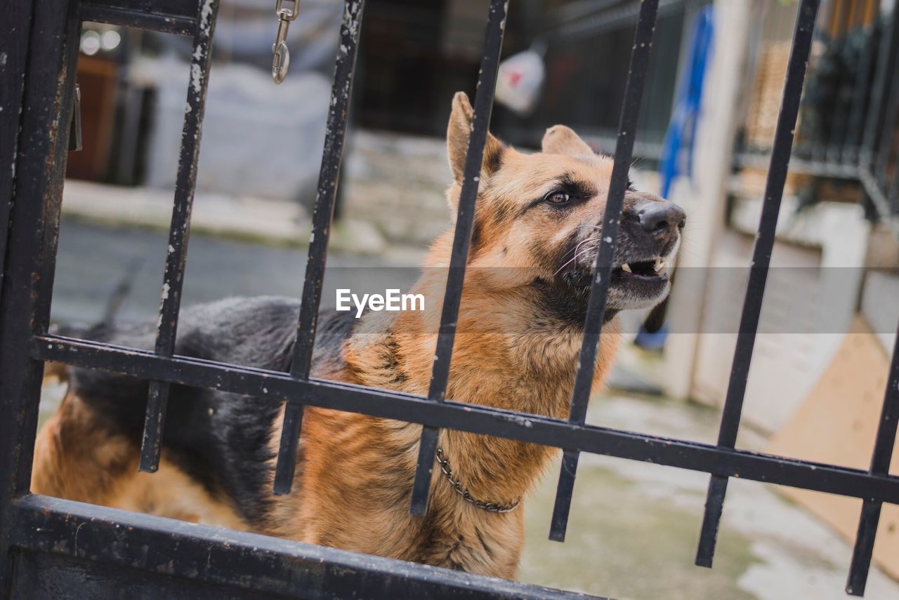 Tilt image of german shepherd barking seen through gate