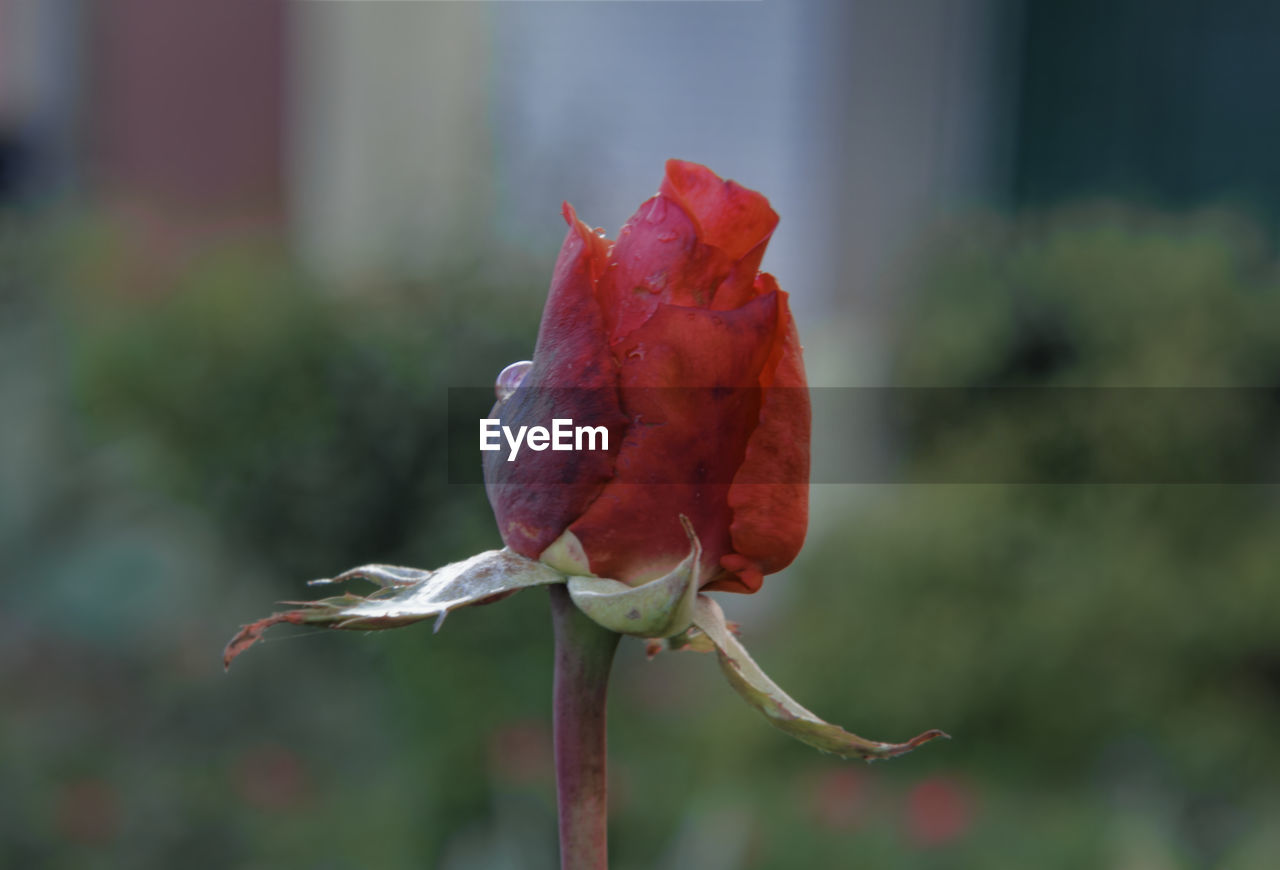 CLOSE-UP OF RED ROSE AGAINST PLANT