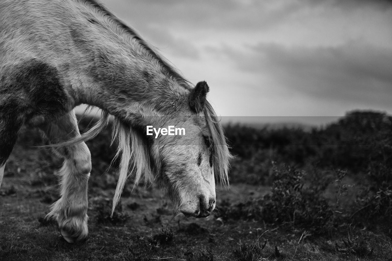 Side view of horse in national park against sky