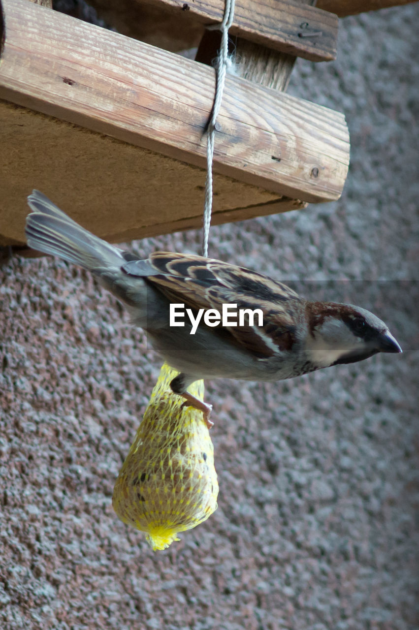 Sparrow perching on bird feeder