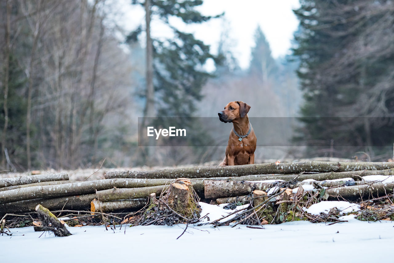Dog by logs in forest during winter