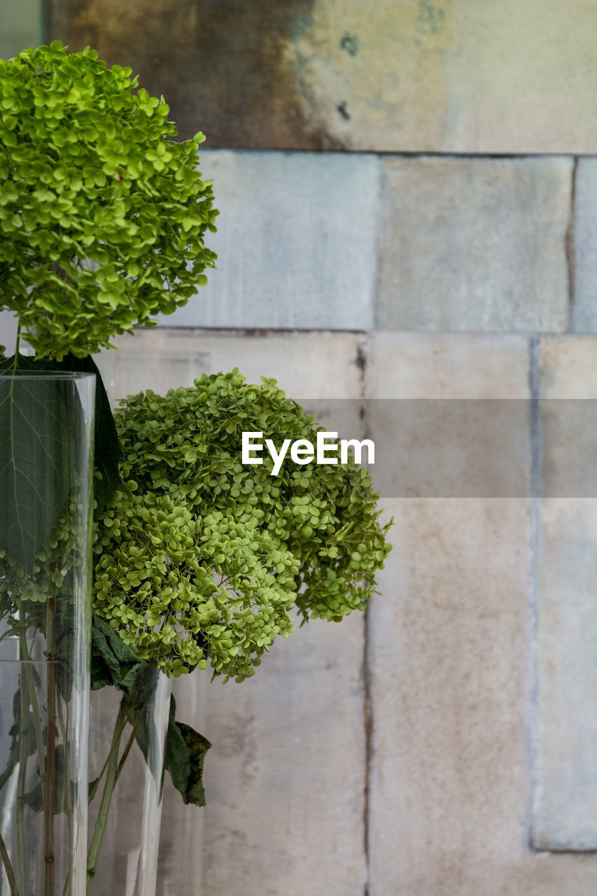 HIGH ANGLE VIEW OF POTTED PLANT IN CONCRETE