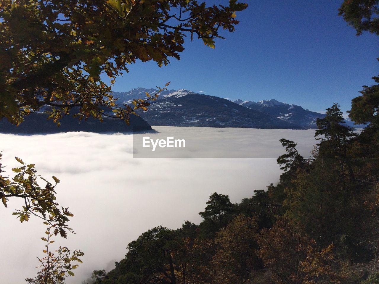 TREES ON MOUNTAIN AGAINST CLEAR SKY