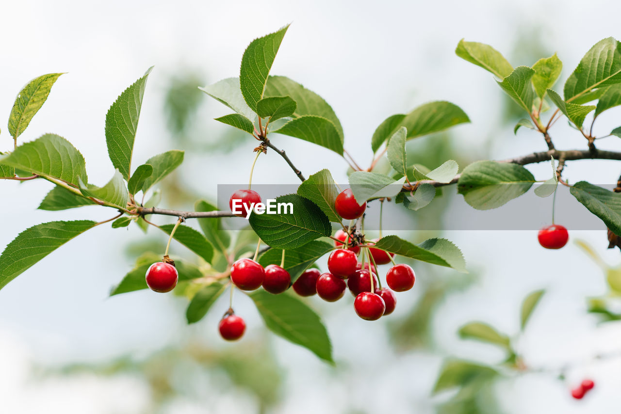 Branch of ripe cherries on a tree in a garden