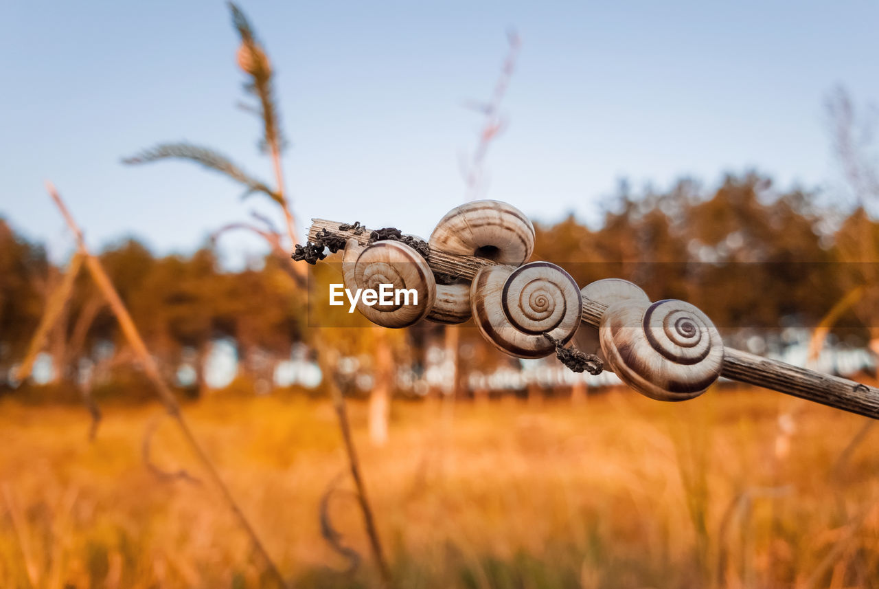 Close-up of snail on field