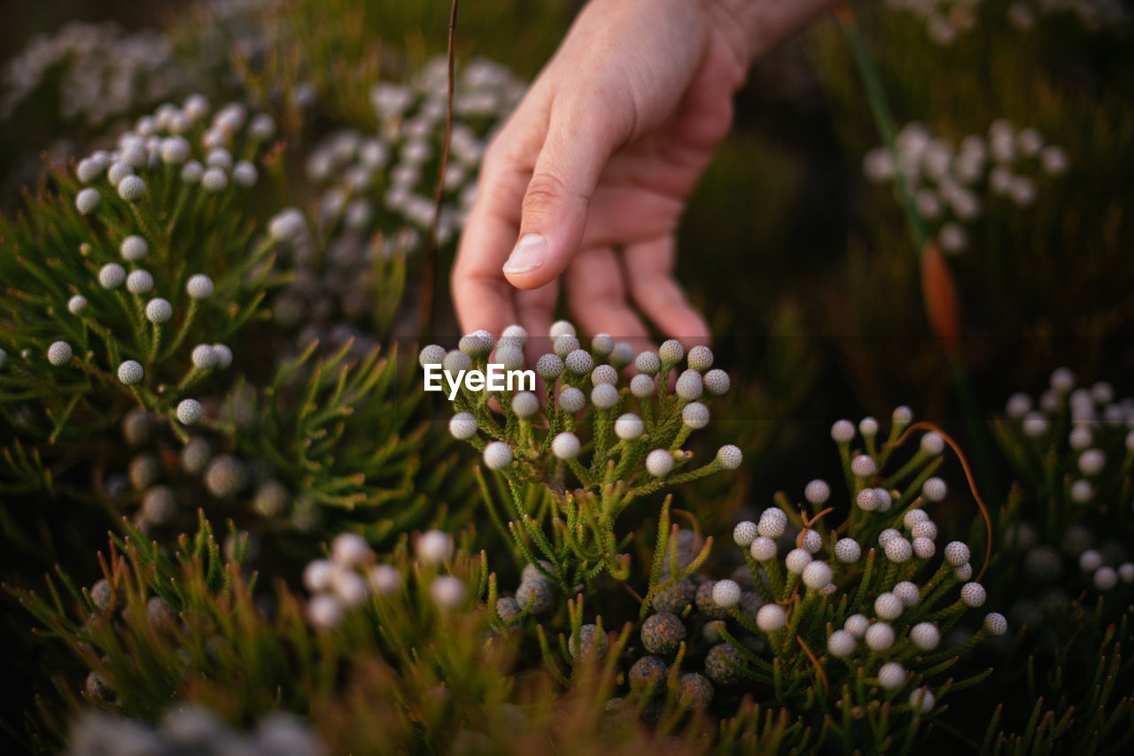 Cropped hand touching flowers