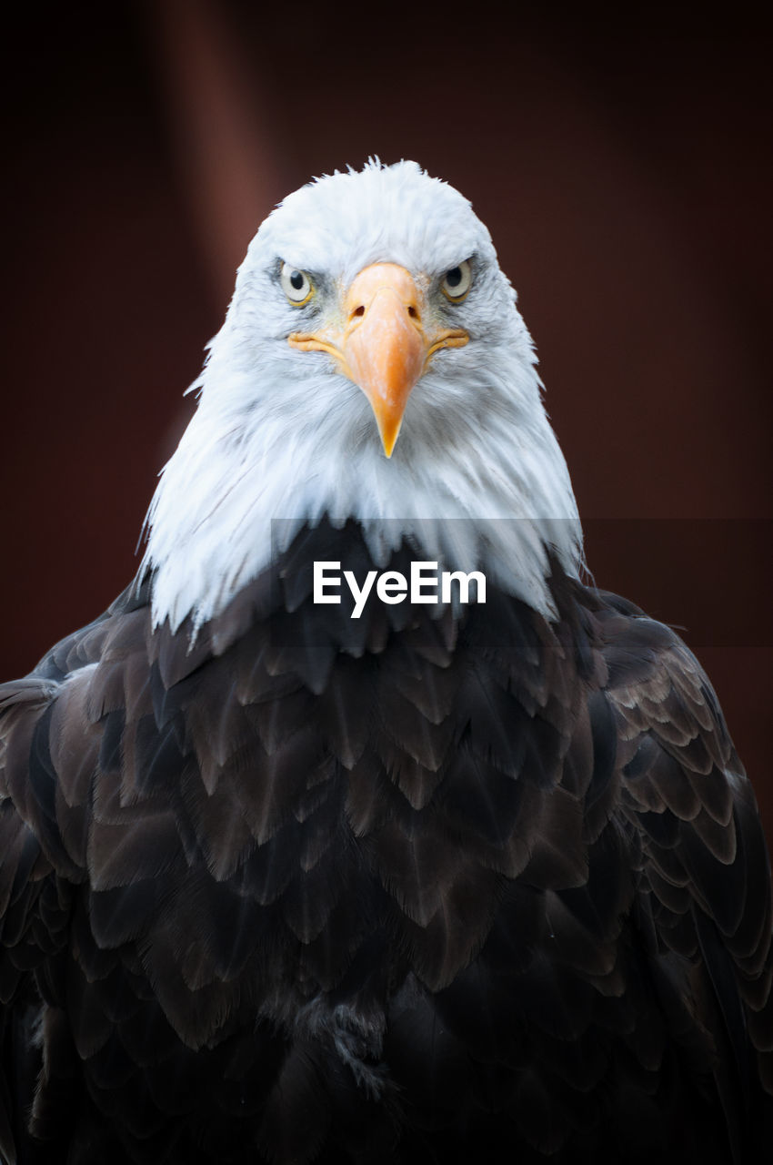 Close-up portrait of eagle against gray background
