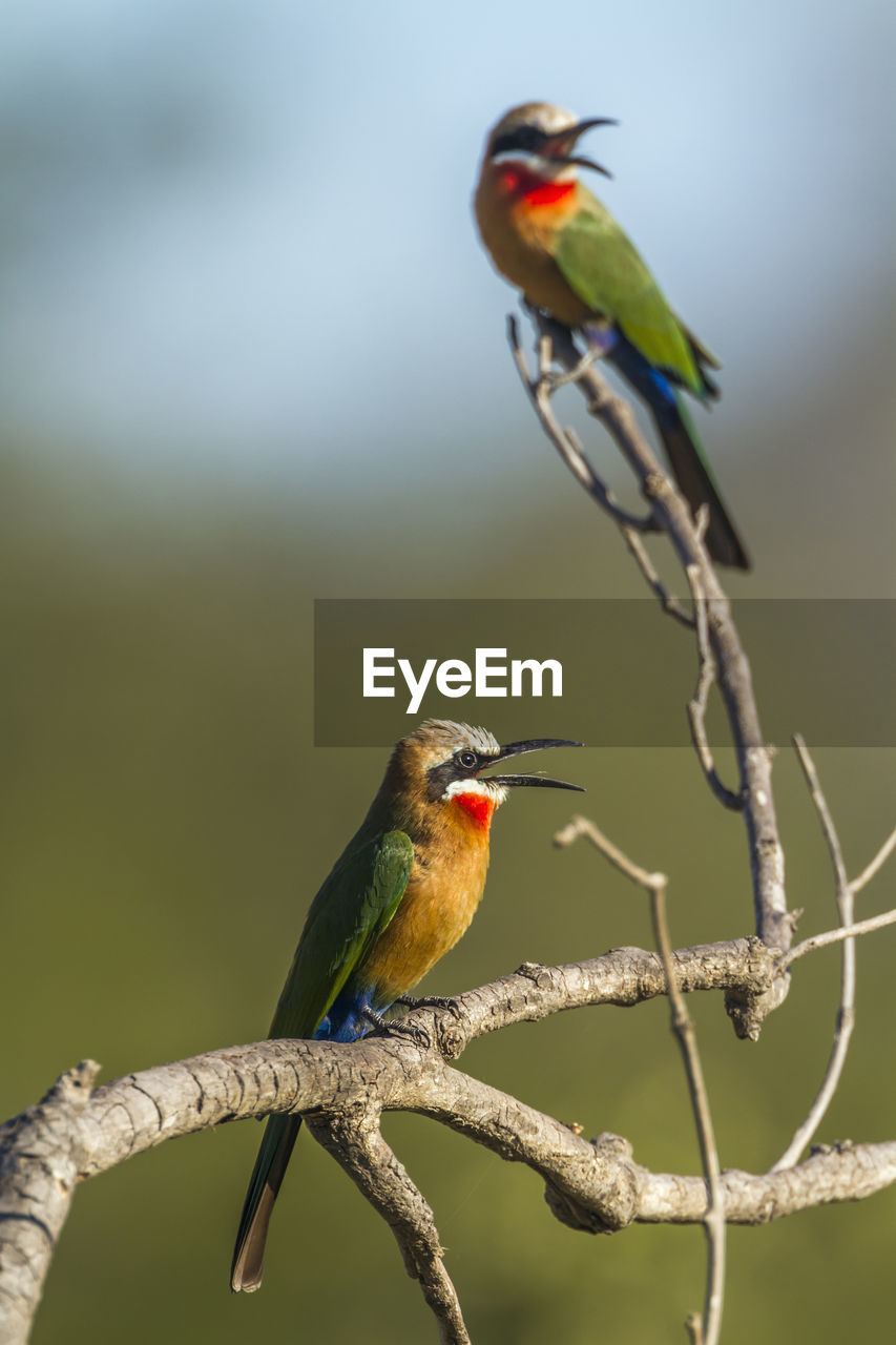 BIRD PERCHING ON A BRANCH