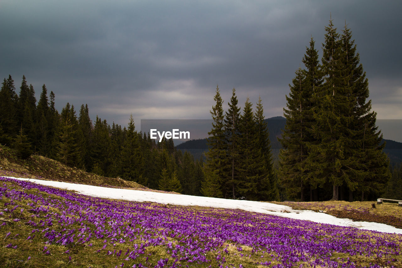 Crocus flowers meadow with melting snow and firs landscape photo