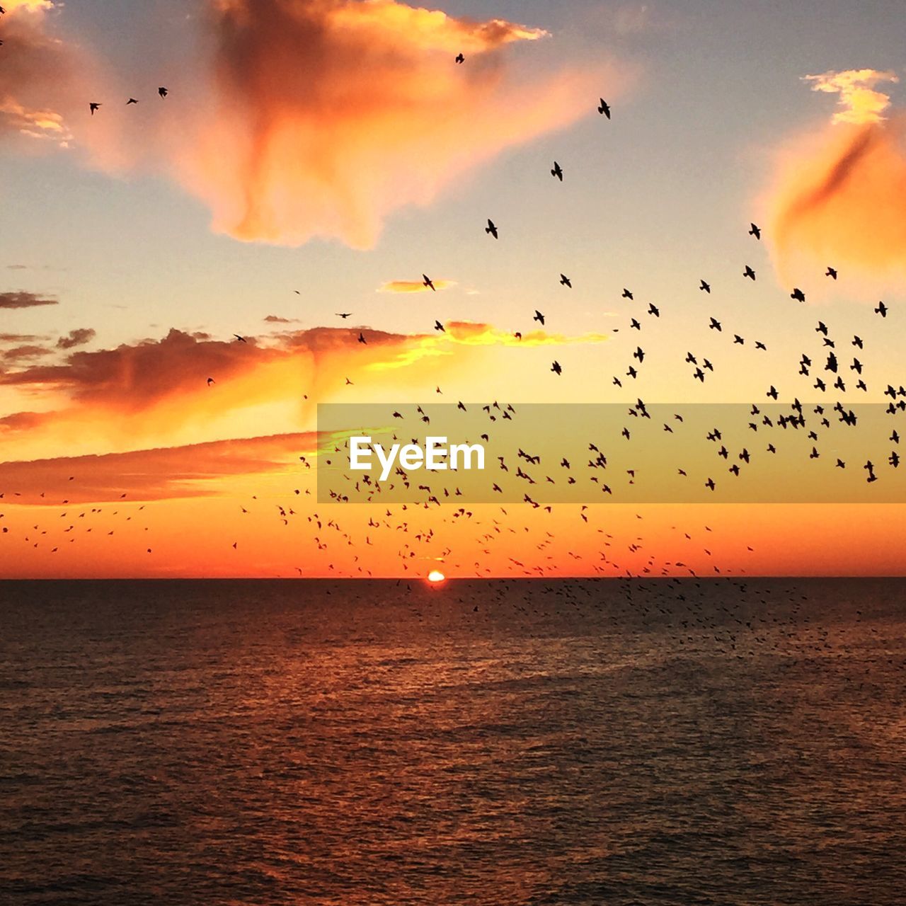 BIRDS FLYING OVER SEA AGAINST SKY DURING SUNSET