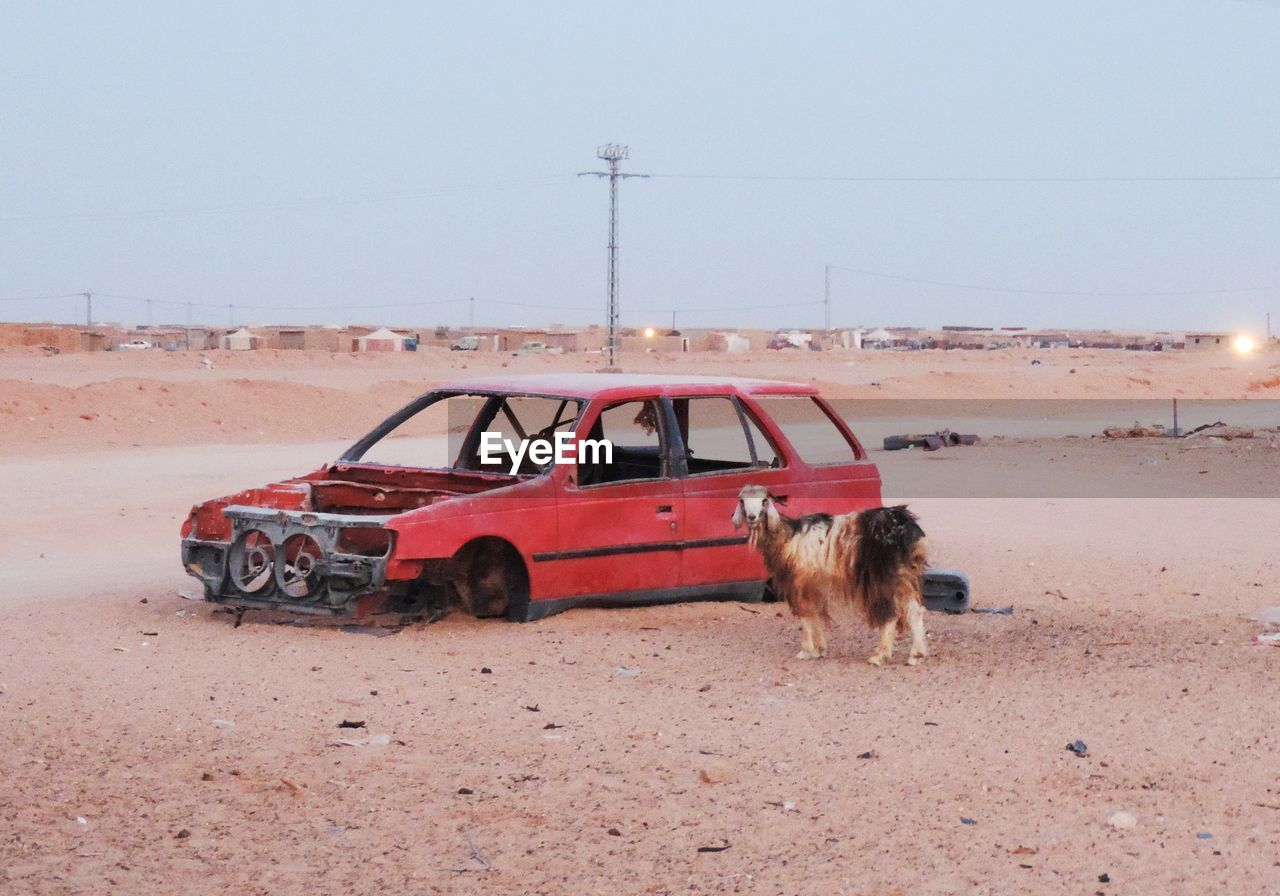 VIEW OF DOG ON THE ROAD