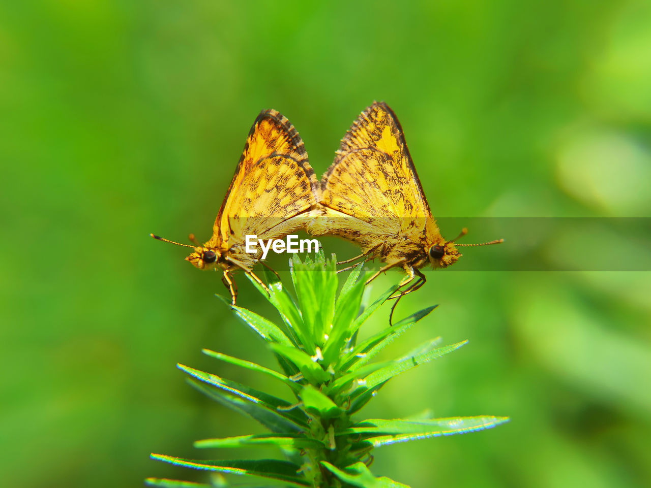 CLOSE-UP OF BUTTERFLY POLLINATING ON LEAF