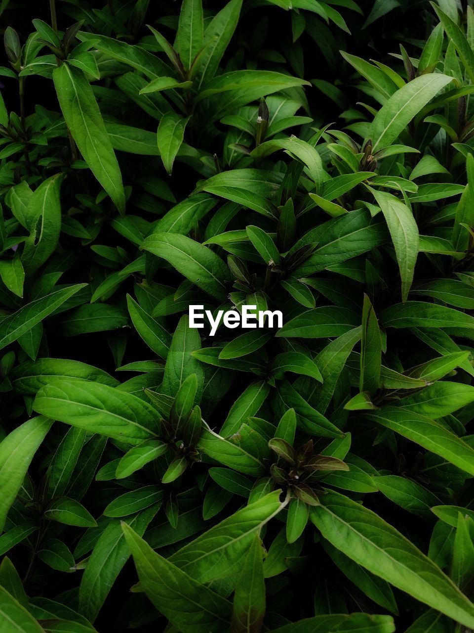 High angle view of fresh green leaves