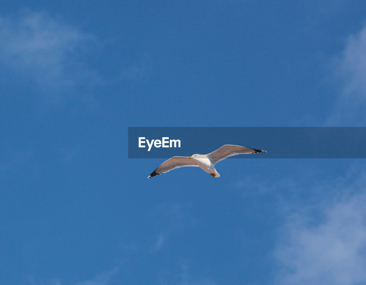 Low angle view of seagull flying in sky