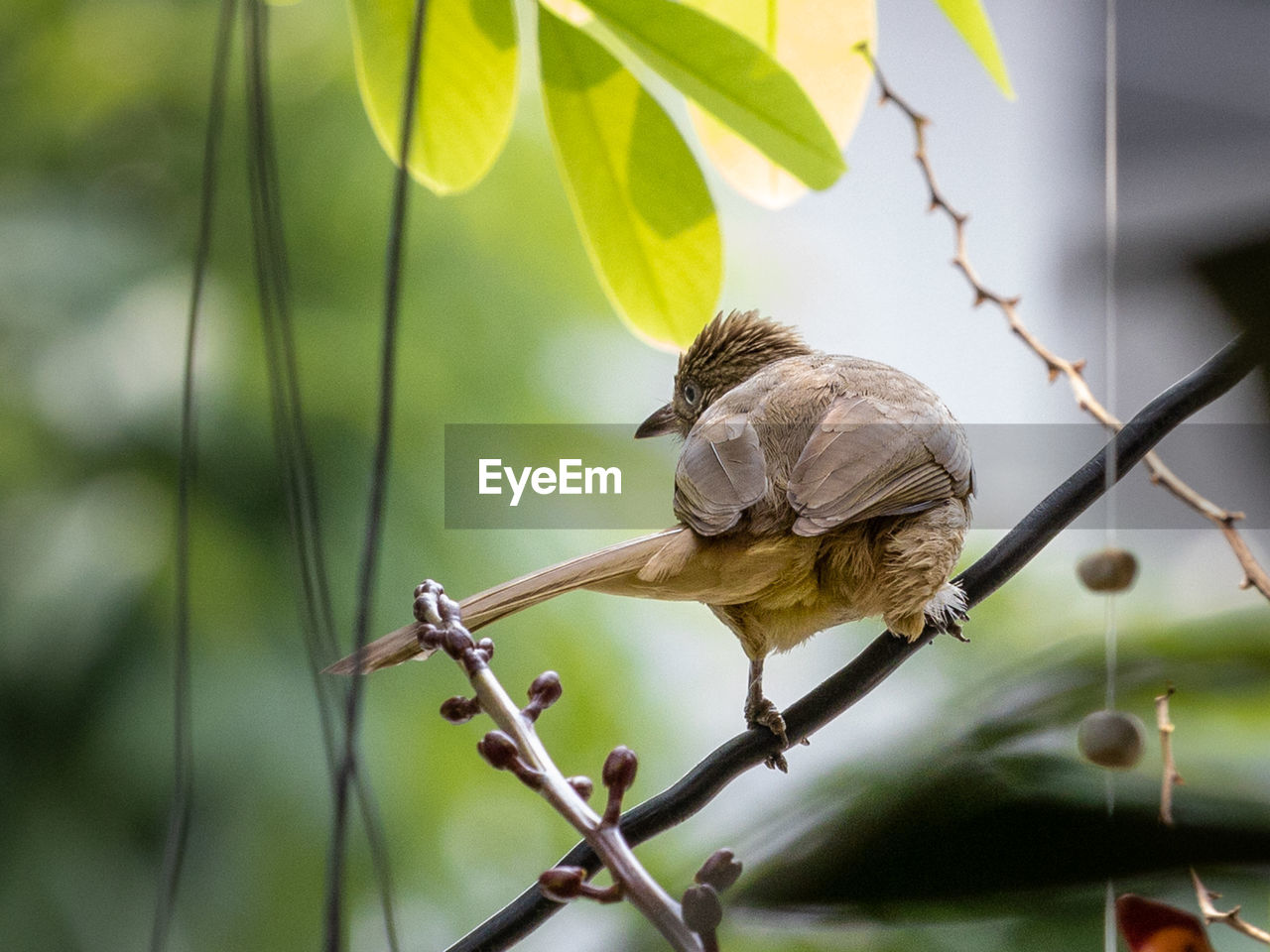 Close-up of bird perching on branch