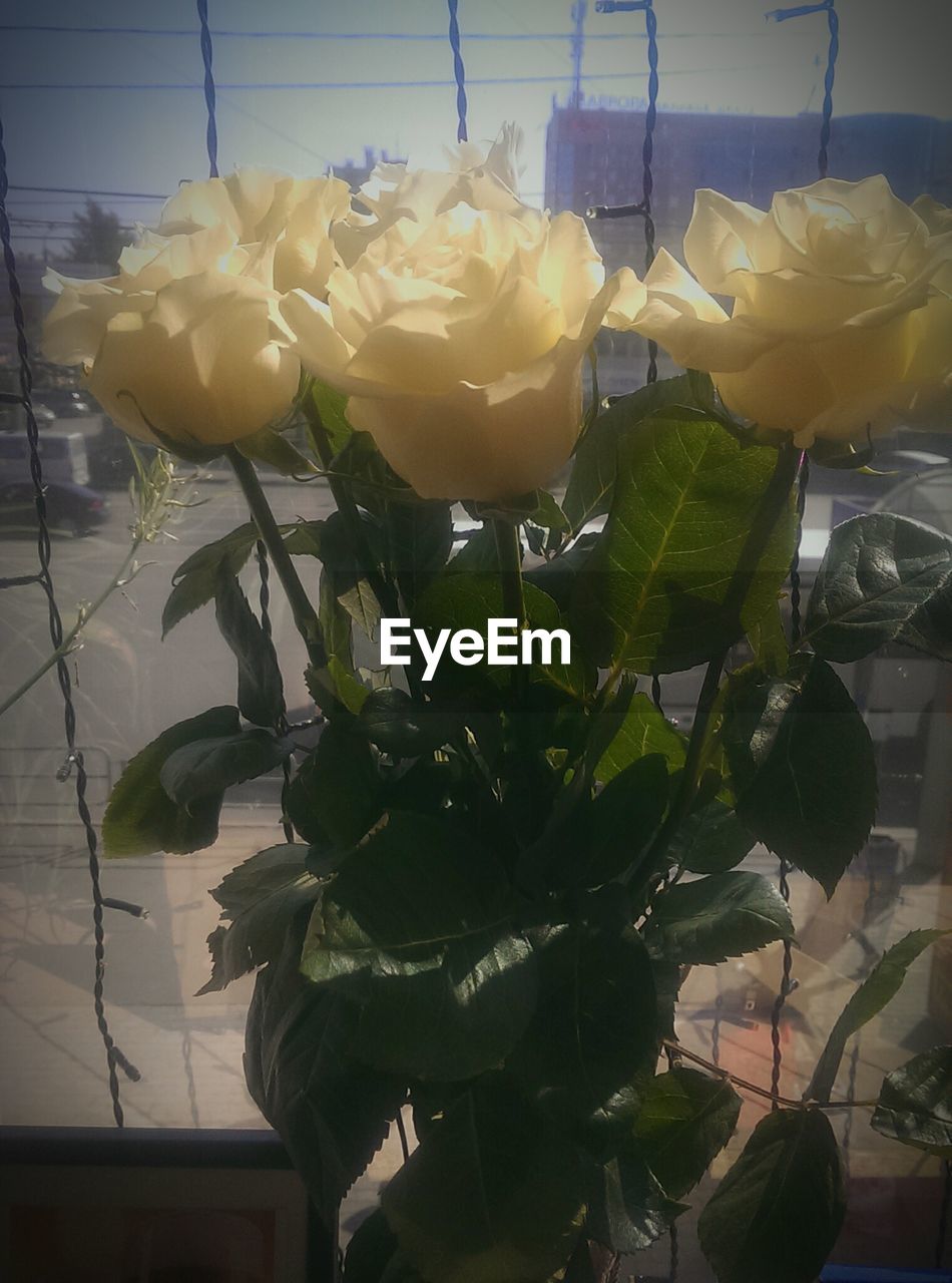 CLOSE-UP OF YELLOW ROSE BLOOMING OUTDOORS