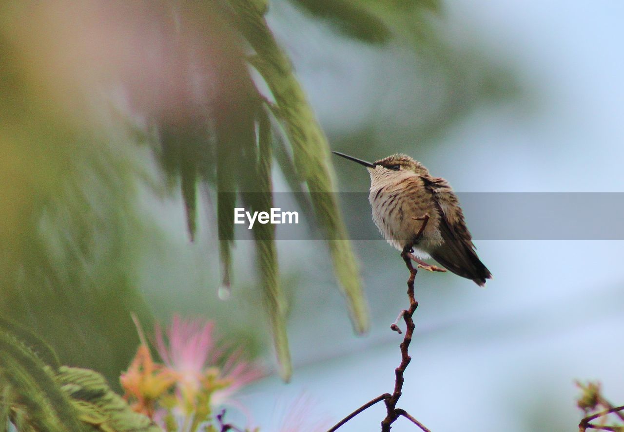 CLOSE-UP OF SPARROW PERCHING ON TREE