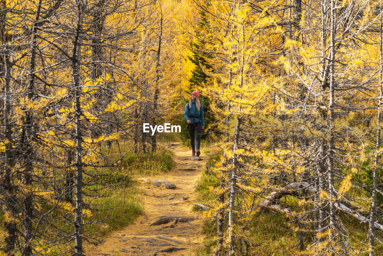 Hiking through larches during autumn in the canadian rockies