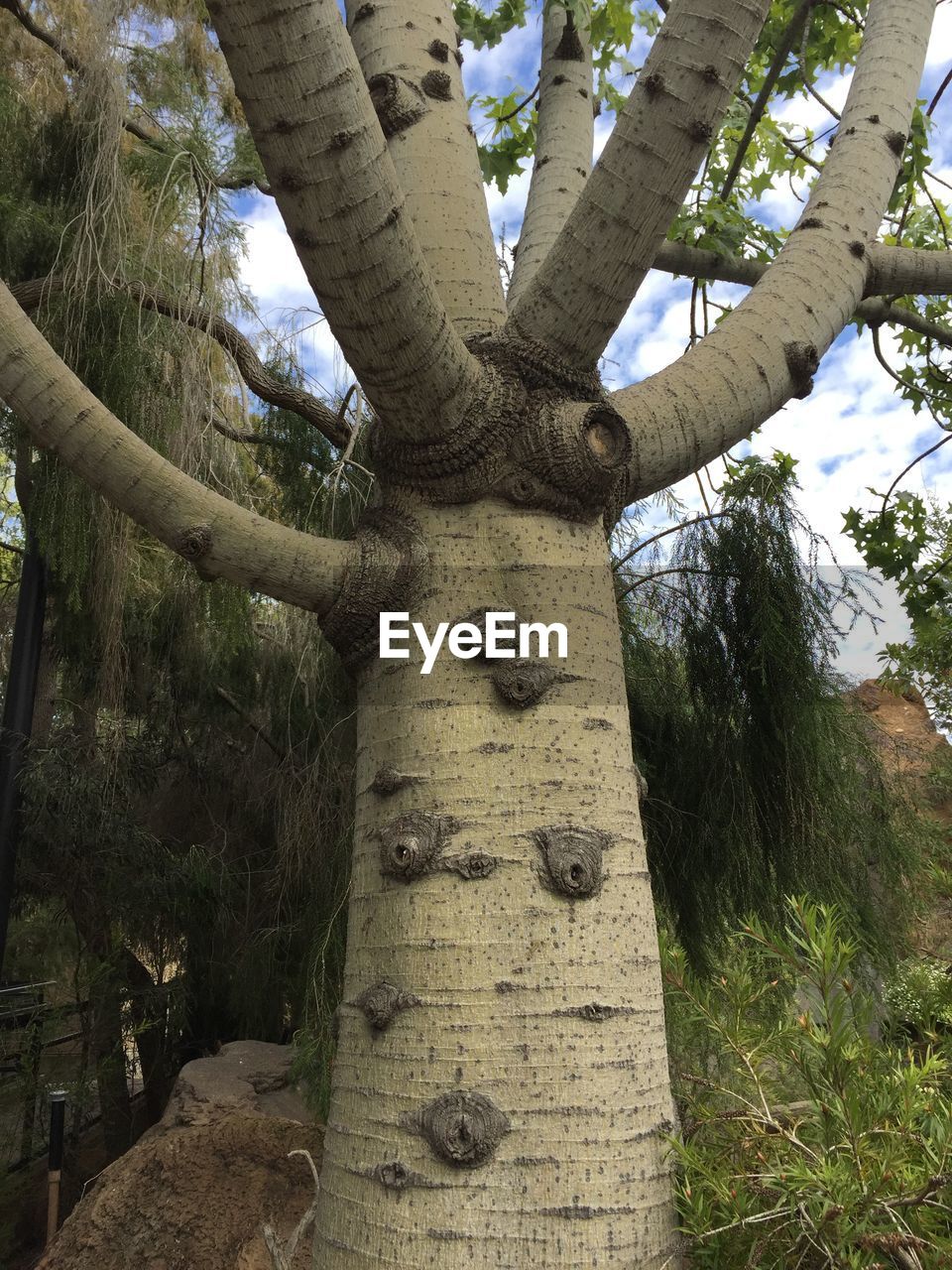 LOW ANGLE VIEW OF LIZARD ON TREE