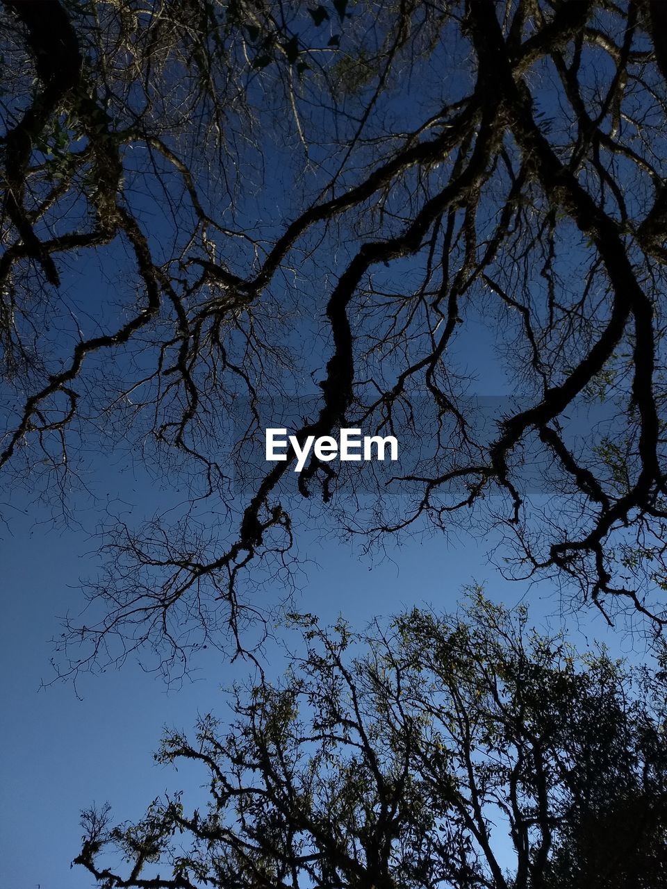 LOW ANGLE VIEW OF BARE TREE AGAINST SKY