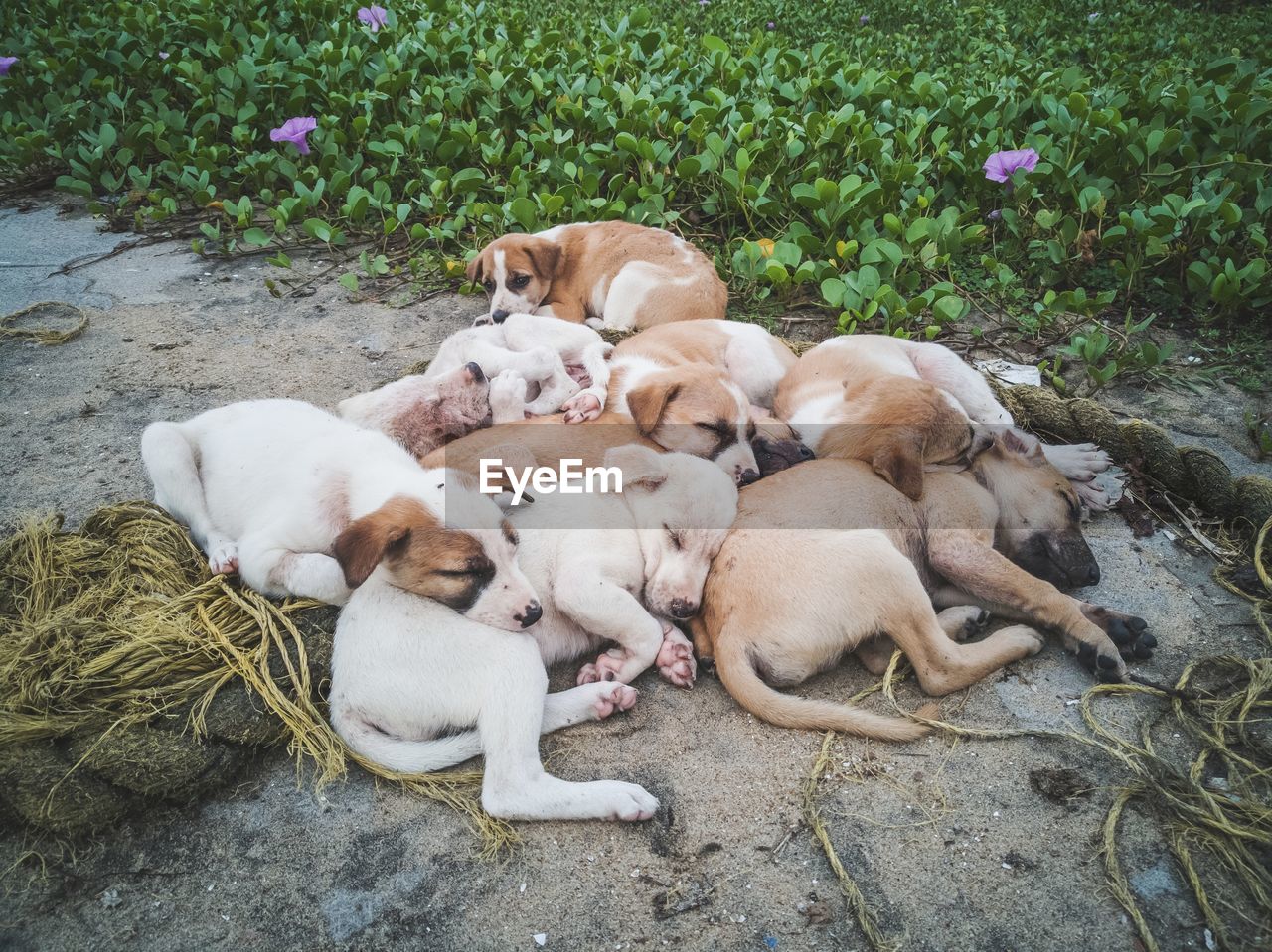 Dog puppies sleeping together in park