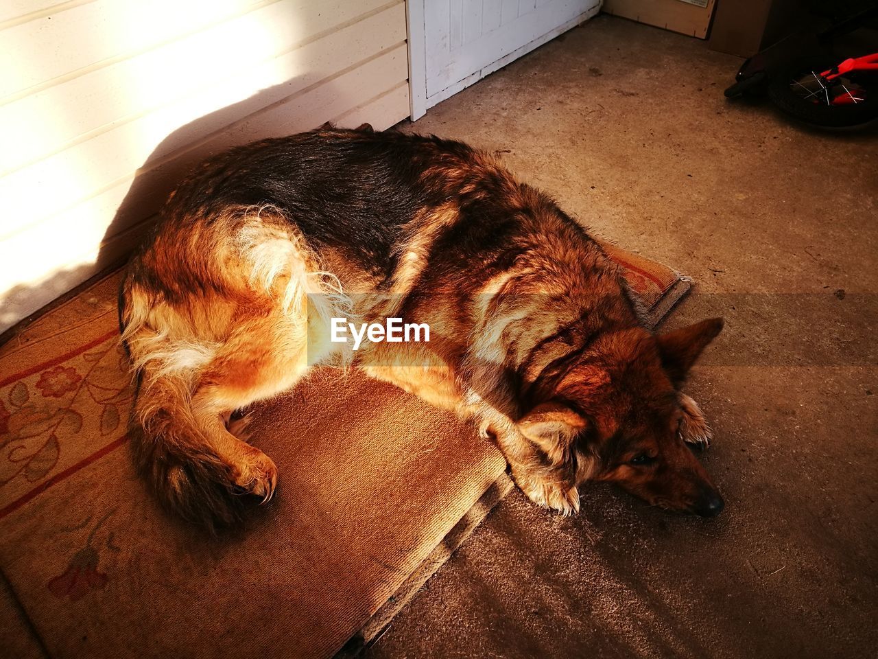 High angle view of dog lying down at home