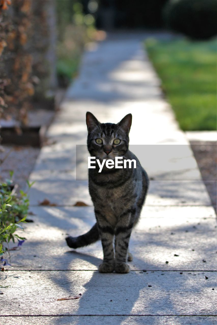 cat, animal, animal themes, pet, mammal, domestic animals, one animal, domestic cat, feline, portrait, looking at camera, small to medium-sized cats, felidae, footpath, no people, shadow, day, whiskers, nature, sunlight, sitting, outdoors, front view