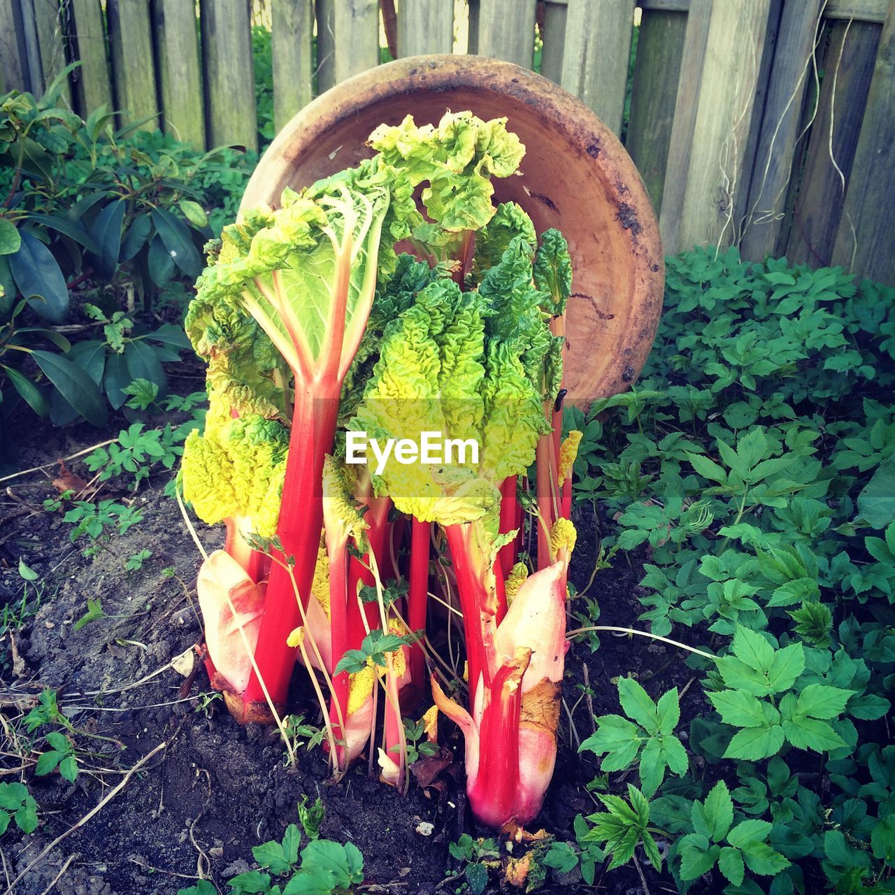 High angle view of plants growing in backyard