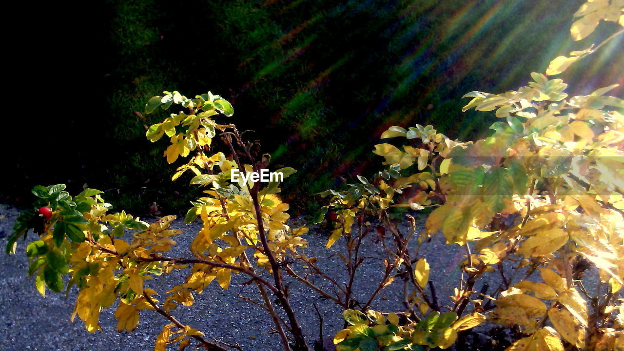 Close-up of bush in autumn