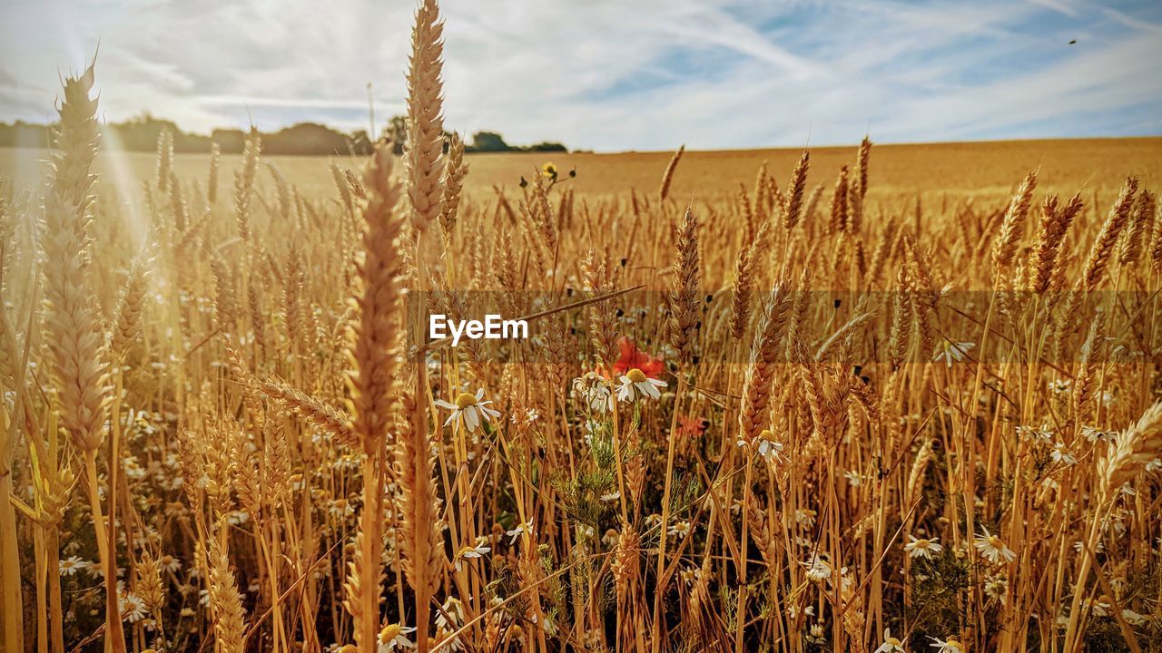 plant, landscape, field, cereal plant, land, crop, agriculture, sky, rural scene, food, nature, growth, cloud, environment, food grain, wheat, farm, beauty in nature, cereal, barley, tranquility, prairie, day, corn, grass, scenics - nature, no people, outdoors, gold, tranquil scene, sunlight, summer, rye, flower, non-urban scene, food and drink, harvesting