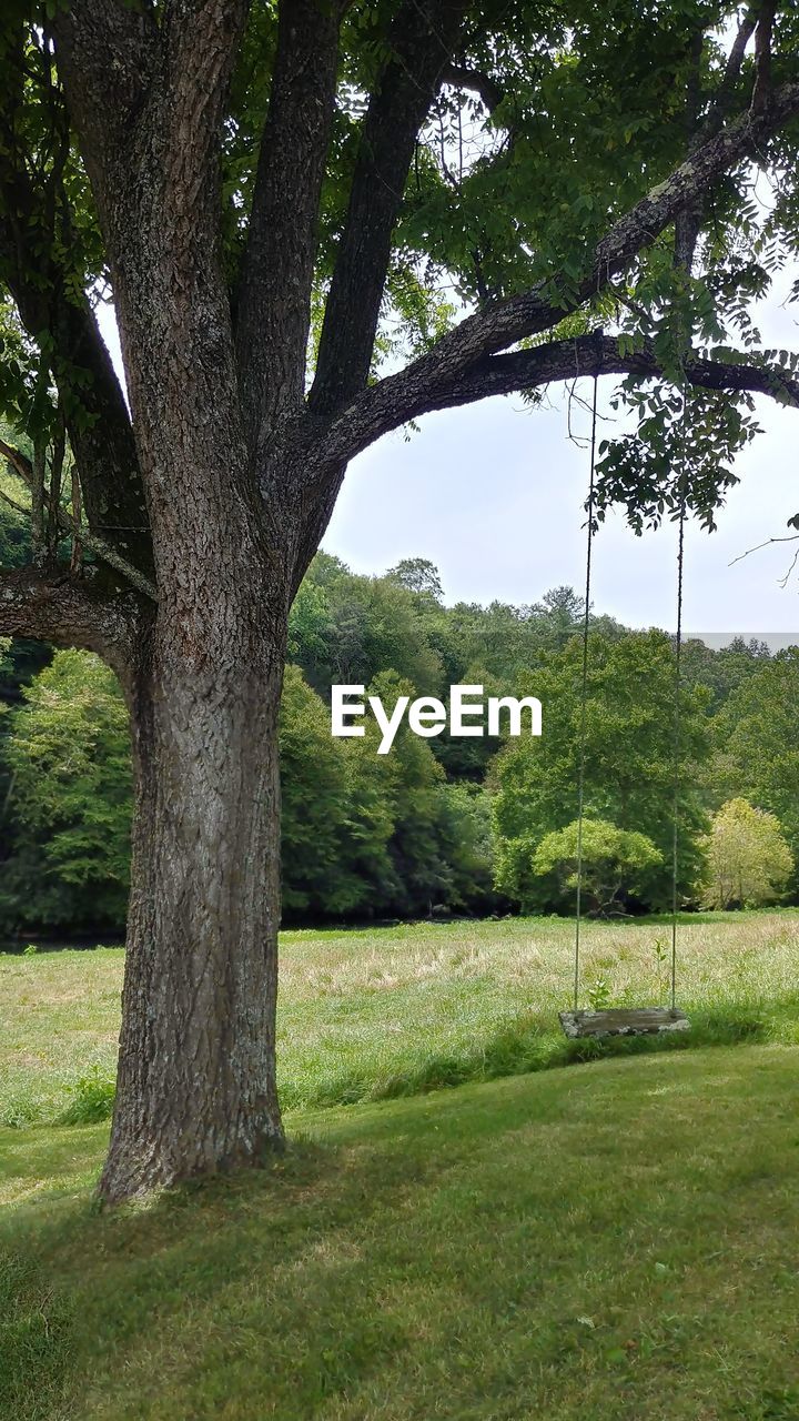 TREES ON FIELD