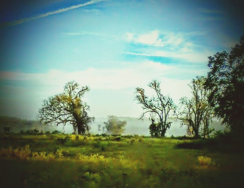 TREES ON GRASSY FIELD AGAINST SKY