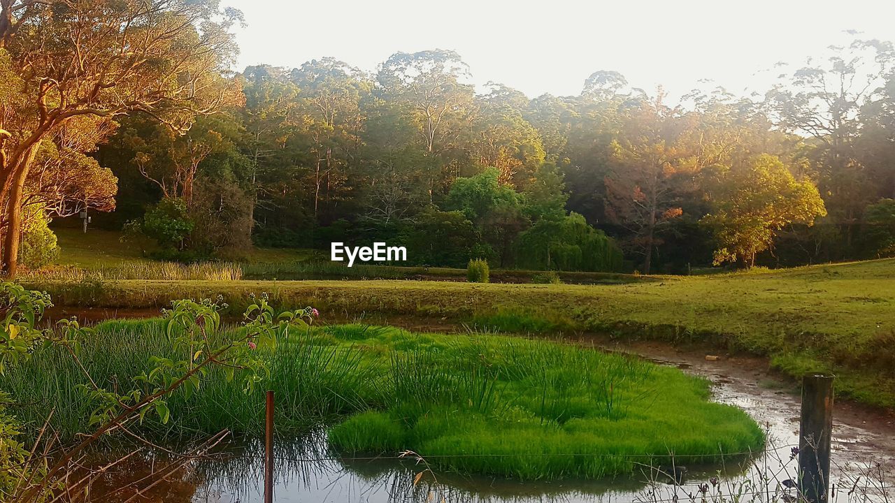 TREES BY GRASS AGAINST SKY