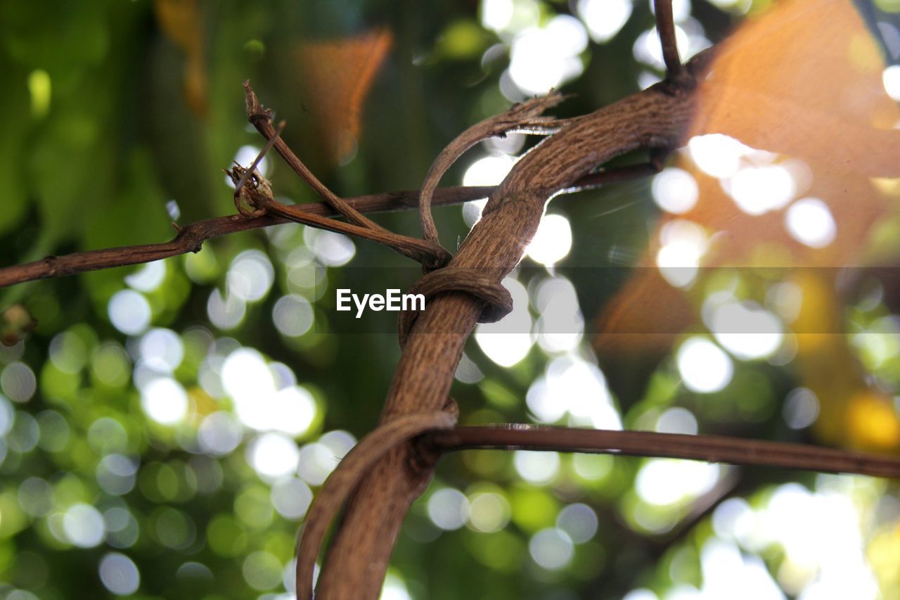 CLOSE-UP LOW ANGLE VIEW OF LEAVES ON TREE