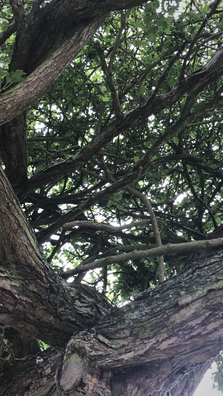 LOW ANGLE VIEW OF TREES