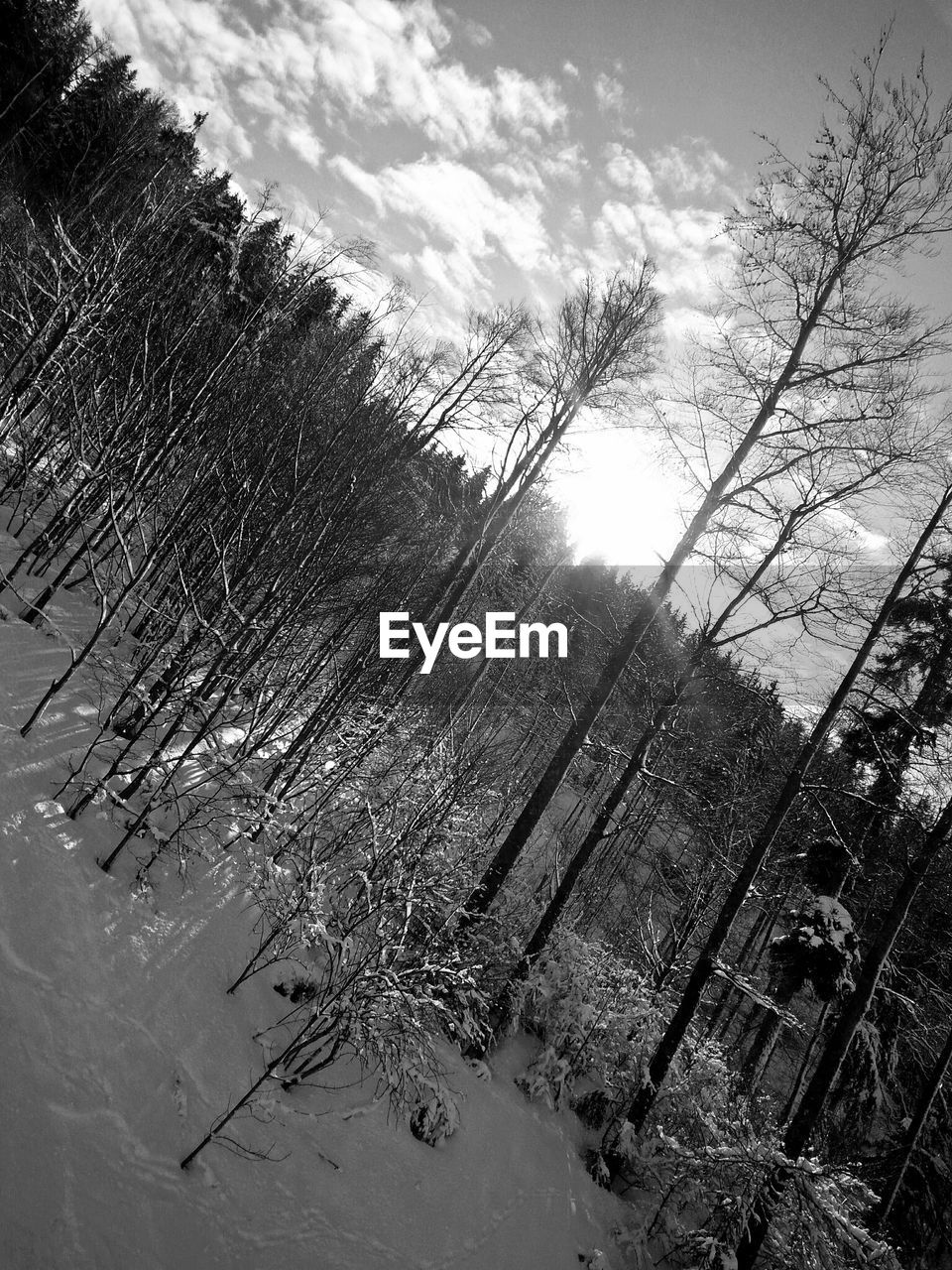 TILT IMAGE OF BARE TREES ON SNOW COVERED LAND