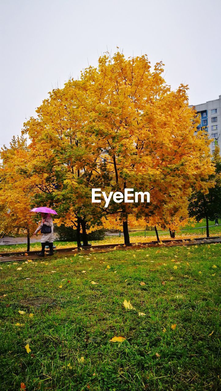 TREES BY GRASS DURING AUTUMN